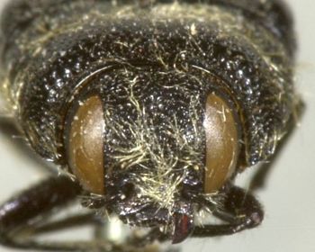 Media type: image;   Entomology 8024 Aspect: head frontal view